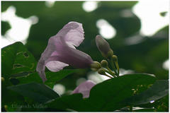 Ipomoea mauritiana